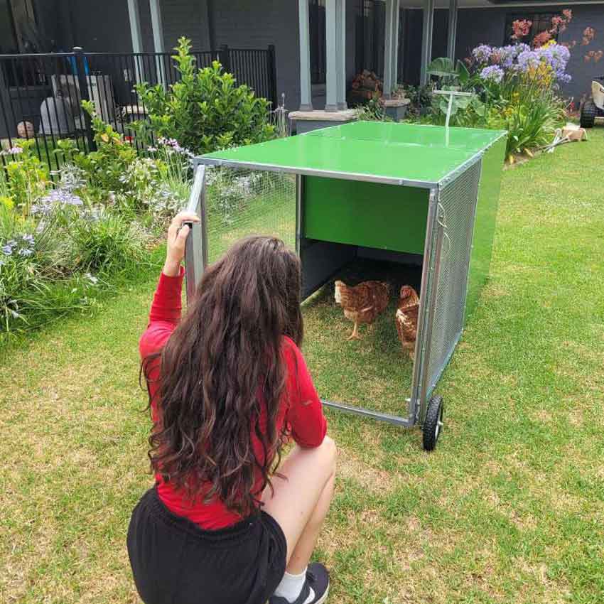 chook rental program coop with backyard model photo 4