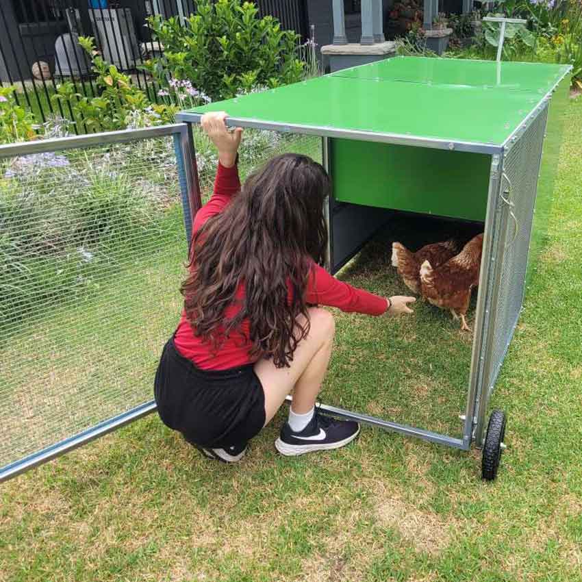 chook rental program coop with backyard model photo 5